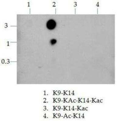 Dot Blot: Histone H3 [ac Lys9, ac Lys14] Antibody [NB21-1081] - Dot blot analysis of H3 K36ac in picomoles of peptide.